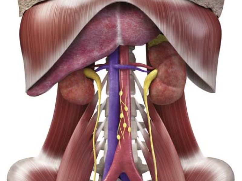 Philadelphia Illustration Dept./Elsevier